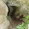 Plants: image 101 Of 117 Thumb